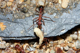 Myrmecia pavida mit Mehlkäferpuppe.jpg