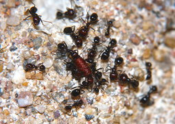 Messor barbarus mit Fliegenpuppe.jpg