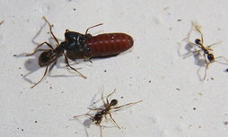 Pheidole sinica mit Fliegenpuppe.jpg