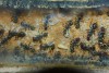Camponotus singularis 14.01.2018_6.jpg