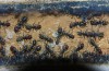 Camponotus singularis 14.01.2018_4.jpg