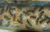 Camponotus singularis 14.01.2018_5.jpg