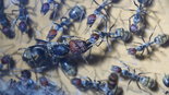 Camponotus singularis Königin mit Futterarbeiterinnen.JPG