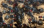 Camponotus singularis Königin mit Futterarbeiterinnen_1.JPG