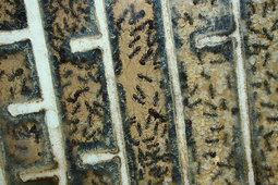 Camponotus singularis 25.01.2018_3.jpg