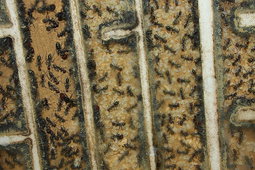 Camponotus singularis 25.01.2018_4.jpg