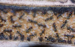 Camponotus singularis 25.01.2018_6.jpg