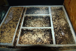 Messor barbarus Nest.jpg