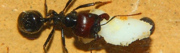 Messor barbarus mit Eiweißbrocken.jpg