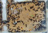 Messor barbarus Nest_3.jpg