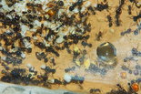 Messor barbarus Nest_4.jpg