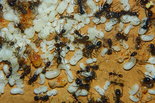 Messor barbarus Nest_6.jpg