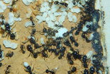 Messor barbarus Nest_7.jpg