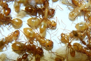 Camponotus spec..jpg