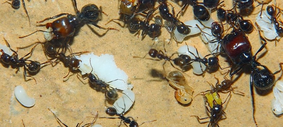 Messor barbarus mit Eiweiß im Nest.jpg