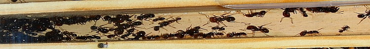 Messor barbarus laufen.jpg