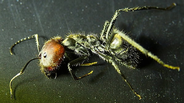Camponotus singularis Major.jpg