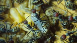 Camponotus singularis 07.03.2018_1.jpg