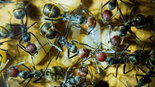 Camponotus singularis 07.03.2018_2.jpg