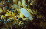 Camponotus singularis 07.03.2018_3.jpg