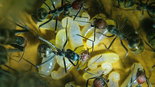 Camponotus singularis 07.03.2018_4.jpg