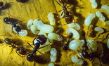 Messor barbarus 09.03.2018_10.jpg