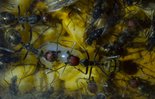 Camponotus singularis 13.03.2018_1.jpg