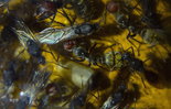Camponotus singularis 13.03.2018_3.jpg