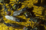Camponotus singularis 13.03.2018_4.jpg