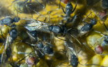Camponotus singularis 13.03.2018_5.jpg