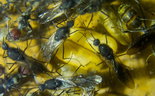 Camponotus singularis 13.03.2018_6.jpg
