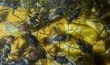 Camponotus singularis 13.03.2018_7.jpg