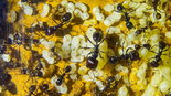 Messor barbarus 16.03.2018_2.jpg