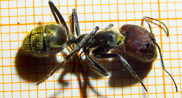 Camponotus singularis Majorarbeiterin.jpg