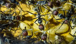Camponotus singularis 28.03.2018_1.jpg