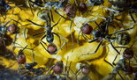 Camponotus singularis 28.03.2018_2.jpg
