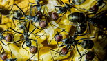 Camponotus singularis 28.03.2018_3.jpg