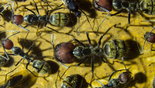 Camponotus singularis 28.03.2018_4.jpg