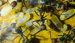 Camponotus singularis 28.03.2018_5.jpg