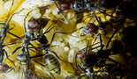 Camponotus singularis 28.03.2018_6.jpg