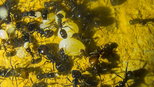 Messor barbarus Nachwuchs_2.jpg