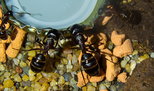 Camponotus ligniperda _1.jpg