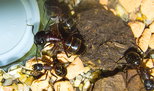 Camponotus ligniperda _2.jpg
