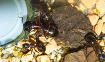 Camponotus ligniperda _2.jpg