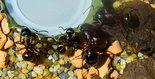 Camponotus ligniperda _3.jpg