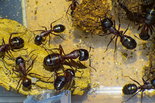 Camponotus ligniperda _4.jpg