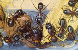 Camponotus ligniperda _5.jpg