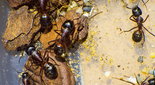 Camponotus ligniperda _6.jpg
