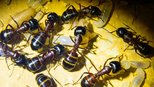 Camponotus ligniperda 25.04.2018_9.jpg
