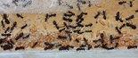 Camponotus ligniperda 18.05.2018_6.jpg